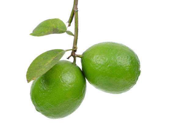 istock fresh lime isolated on the white background 1291123592