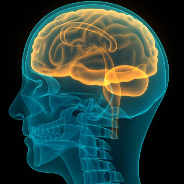 istock Central Organ of Human Nervous System Brain Anatomy 1291123715