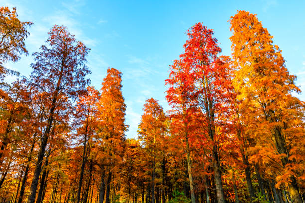 istock Colorful forest landscape in autumn. 1291124568