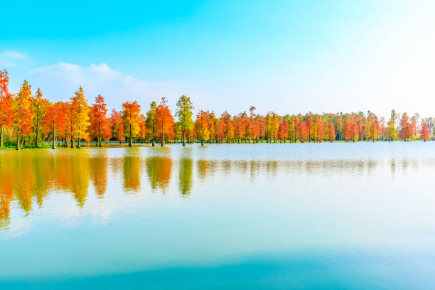 istock Colorful forest landscape in autumn. 1291124645