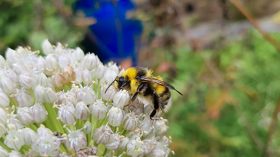 Bumblebee collects nectar on white flower in summer, close-up. Bombus hortorum pollinates flowers in garden