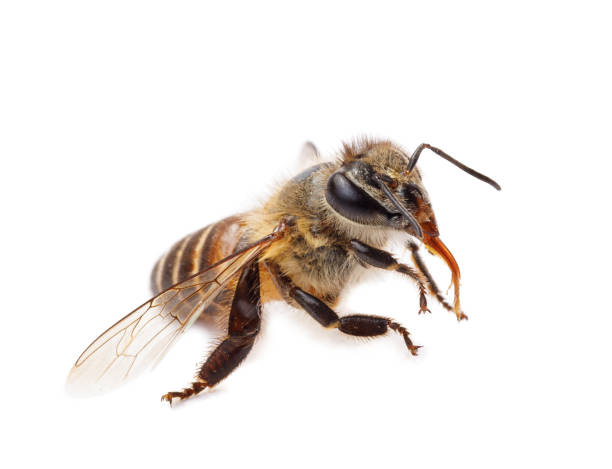 istock Honey bee isolate on white banner background, bee products by organic natural ingredients concept 1291126167