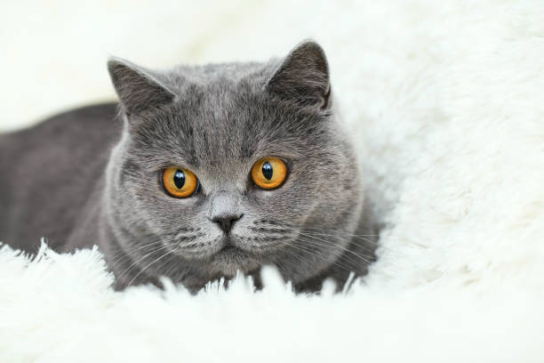istock Cute grey cat sitting in a white fluffy blanket. Nice cat face close up 1291126407