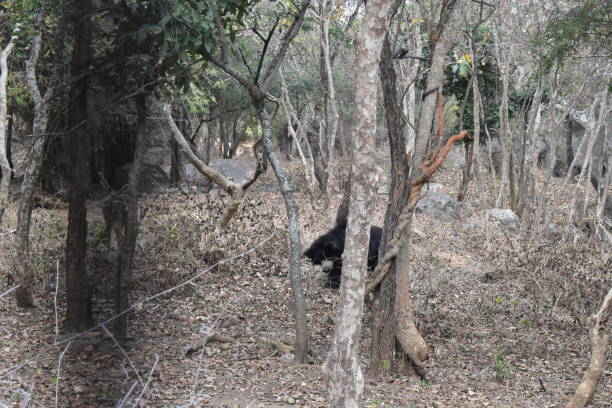 istock Black bear hiding behind a bamboo tree in a national park 1291127034