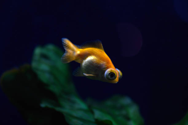 Ornamental fish in a home aquarium