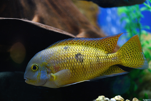 Akara fish in the aquarium