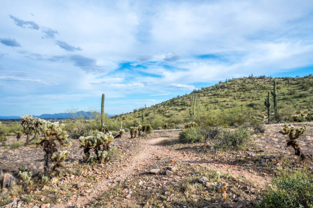 istock A long slender Saguaro Cactus in Casa Grande, Arizona 1291128837