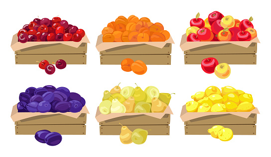 Set of vector illustrations. Fruits in wooden boxes. Plums, cherries, lemons, pears, apricots, apples Isolated on a white