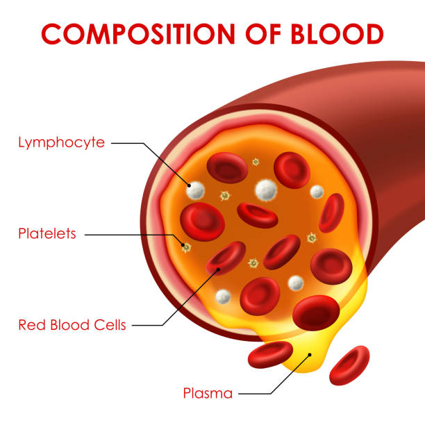 血液ベクター医学の補助スキームの組成 - human cardiovascular system blood human blood vessel platelet点のイラスト素材／クリップアート素材／マンガ素材／アイコン素材