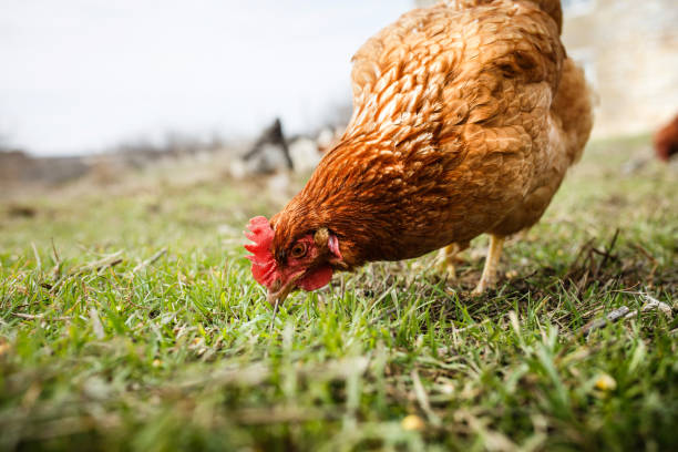 istock chicken in yard graze, poultry farm 1291131043