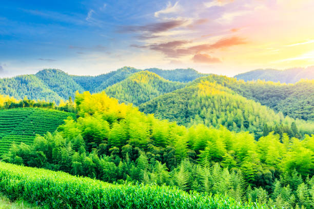 istock Tea plantations and bamboo forest at sunset. 1291132695