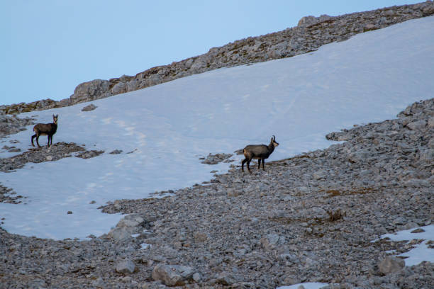 istock Chamoises in mountains covered in snow 1291135363