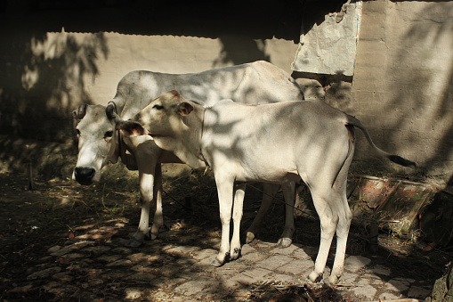 A farmer prepares milking cows at Chalanbil. It is one of the largest wetlands of Bangladesh.Khulna, Bangladesh.