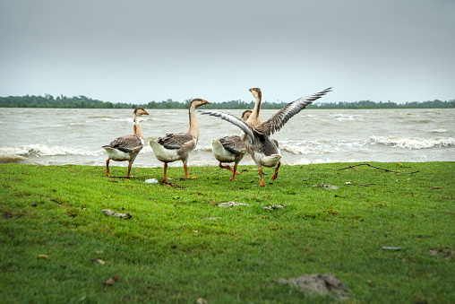 A flock of swan running on a River side,at Khulna. Bangladesh.