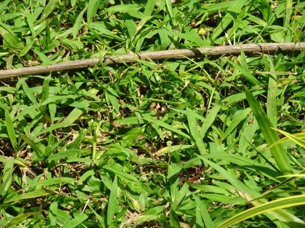 istock Weeds in the garden 1291142145