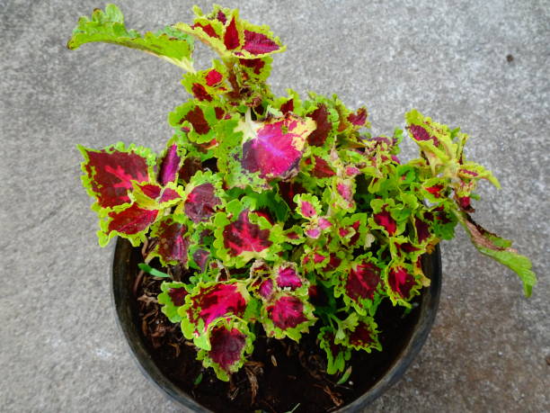 istock Purple green ornamental plants in pots 1291142152
