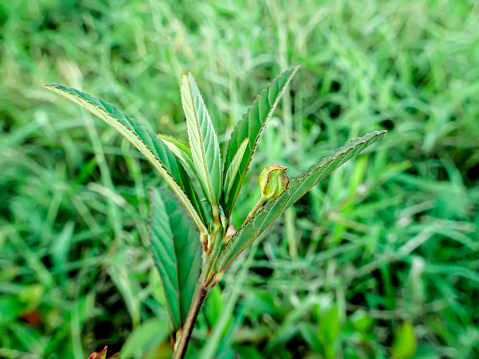 Weed shoots are often found in the environment and home yards