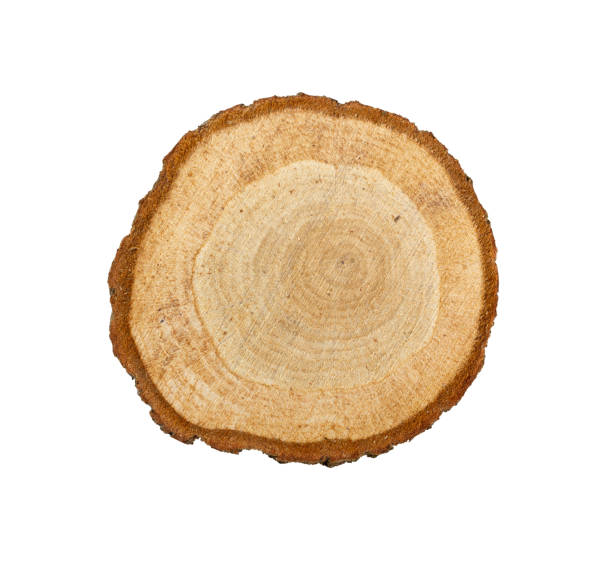 istock Natural wood slices made from natural pine tree with bark. Isolated on a white background. 1291142784