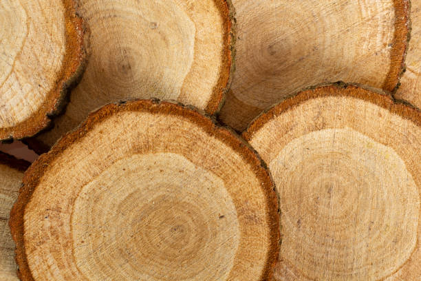 istock Natural wood slices made from natural pine tree with bark 1291142864
