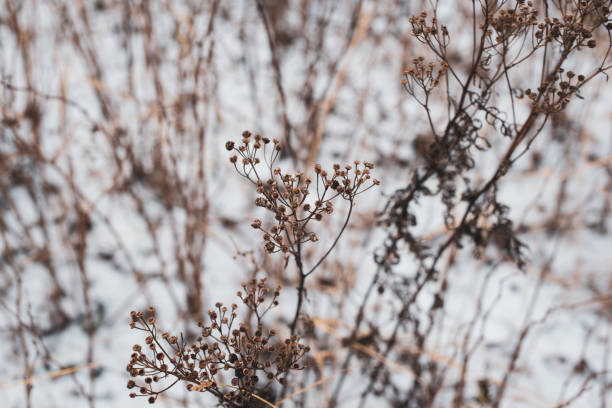 istock dry grass covered with white fresh snow 1291144088