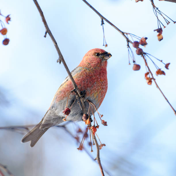 istock Bird on a branch with berries 1291144227