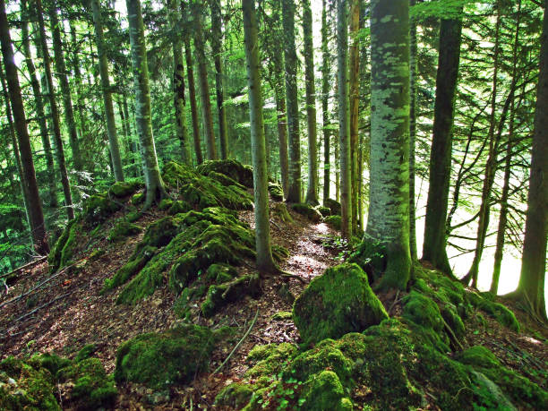 istock Mixed forests and thinned out trees on the slopes of the Churfirsten mountain range and in the Obertoggenburg region, Nesslau - Canton of St. Gallen, Switzerland 1291144947