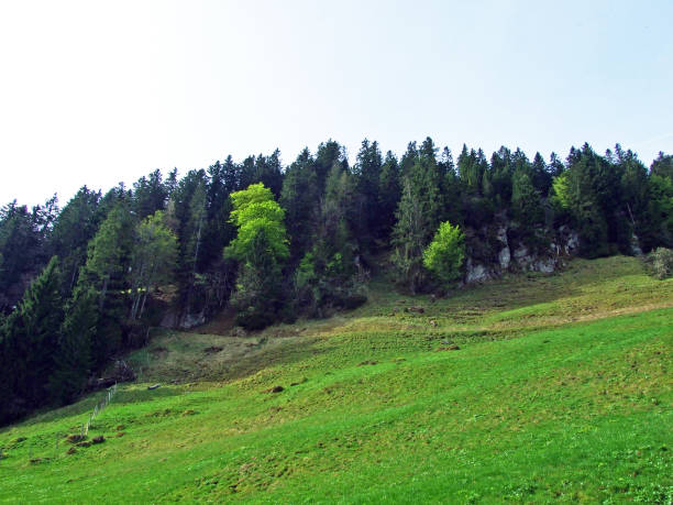 istock Mixed forests and thinned out trees on the slopes of the Churfirsten mountain range and in the Obertoggenburg region, Nesslau - Canton of St. Gallen, Switzerland 1291144953