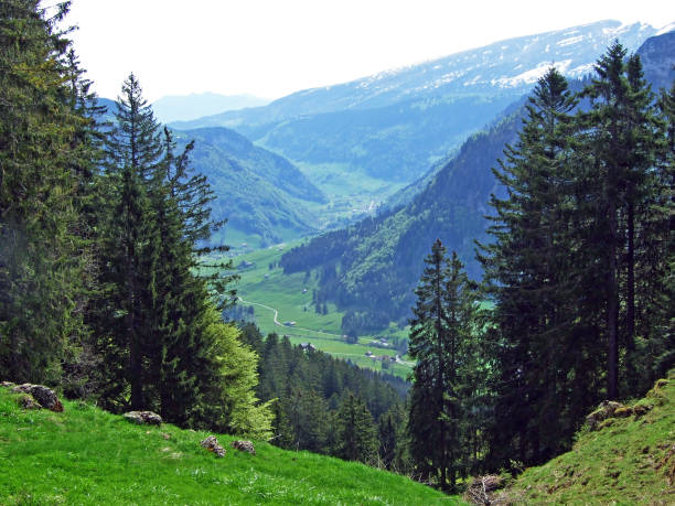 istock Mixed forests and thinned out trees on the slopes of the Churfirsten mountain range and in the Obertoggenburg region, Nesslau - Canton of St. Gallen, Switzerland 1291144972