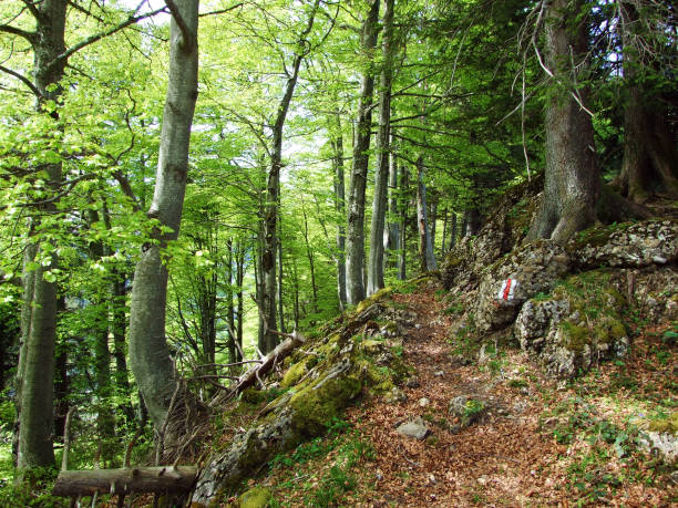 istock Mixed forests and thinned out trees on the slopes of the Churfirsten mountain range and in the Obertoggenburg region, Nesslau - Canton of St. Gallen, Switzerland 1291145005