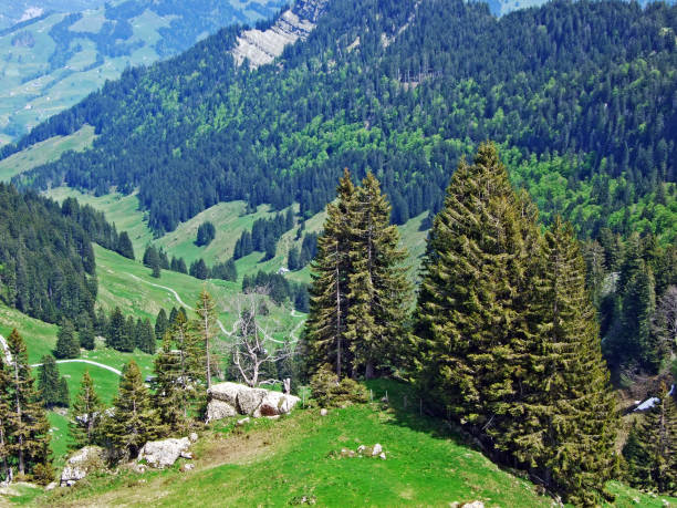 istock Mixed forests and thinned out trees on the slopes of the Churfirsten mountain range and in the Obertoggenburg region, Nesslau - Canton of St. Gallen, Switzerland 1291145073