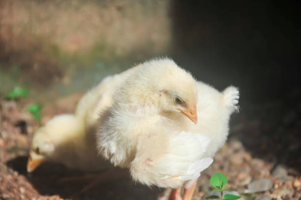 istock Cute chicks on an adorable little farm 1291146352