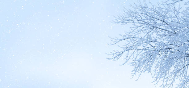 istock Winter landscape with snowy tree over blue sky 1291147659