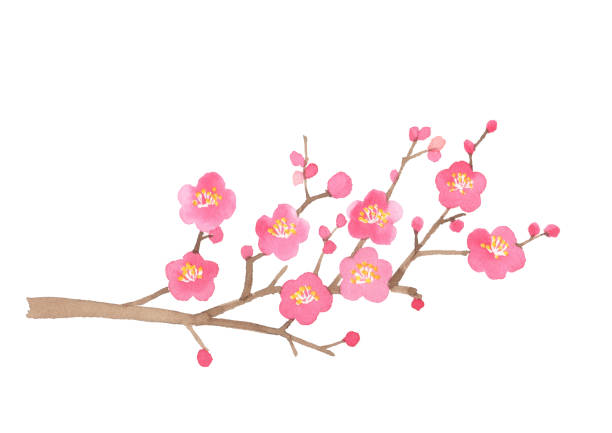 istock Japanese plum tree watercolor illustration on white background 1291148230