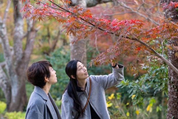 japonesas amigas mirando hojas de auumn en el parque público - kamakura japan tourist people fotografías e imágenes de stock