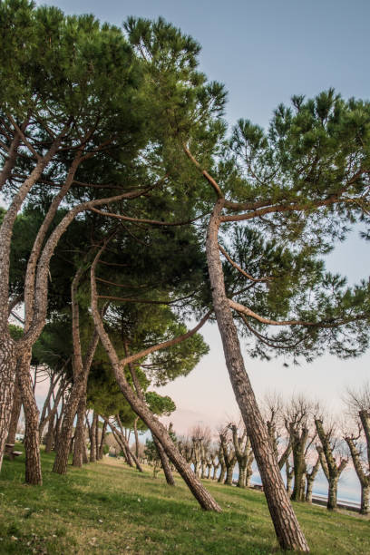 Pine Tree on the Coastline in Winter