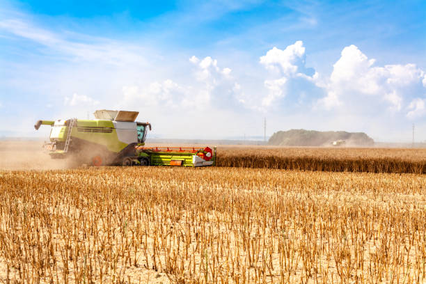 istock harvester harvests ripe grain in the field 1291156977