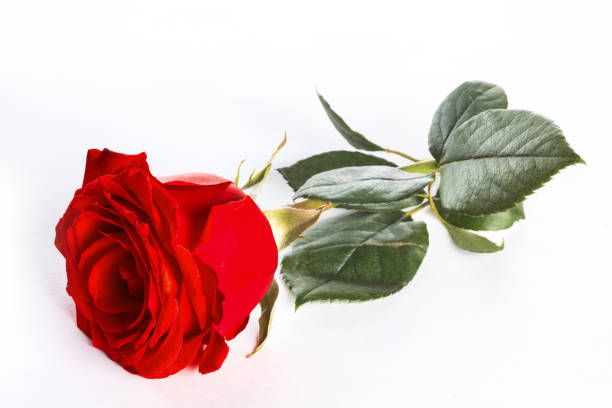 istock Single red rose flower isolated on white 1291158783