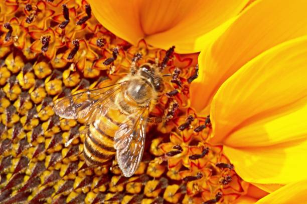 istock Bee on yellow Sunflower's pollens. 1291159635