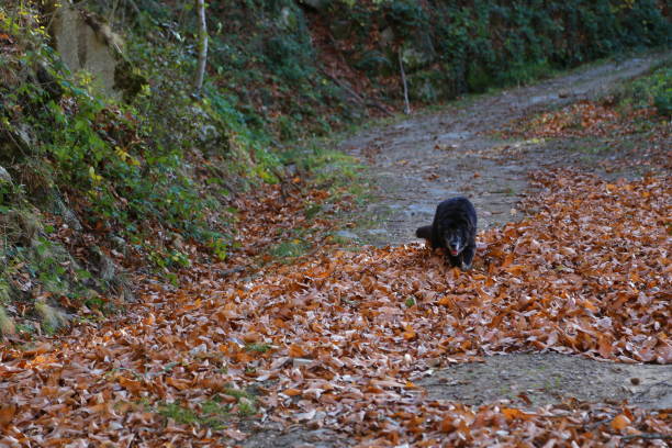 istock Casentino Forest in Autumn time 1291159700