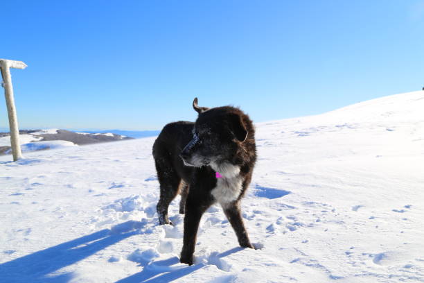 istock Snow on the top of Pratomagno mountain 1291159703