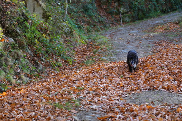 istock Casentino Forest in Autumn time 1291159808