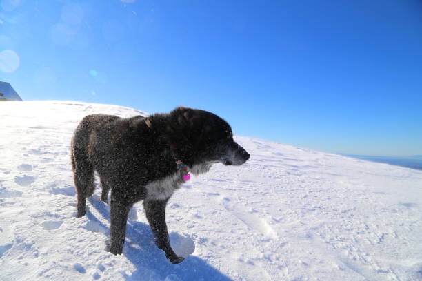istock Snow on the top of Pratomagno mountain 1291160711