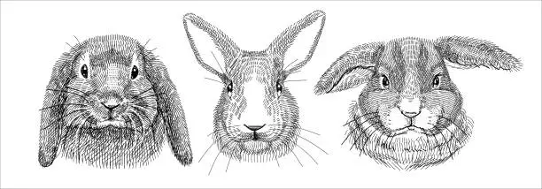 Vector illustration of Black and white illustration, sketch drawn with a pen. Set of domestic rabbits, portraits of heads. Isolated background