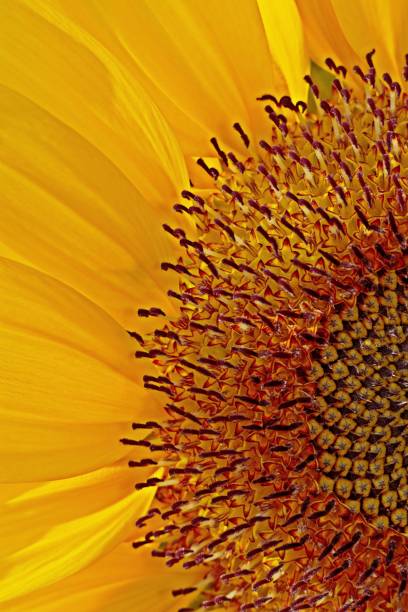 istock Bright yellow sunflower's pollen and petals. 1291161358