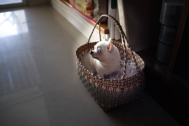 istock A cute chihuahua in a basket 1291161452