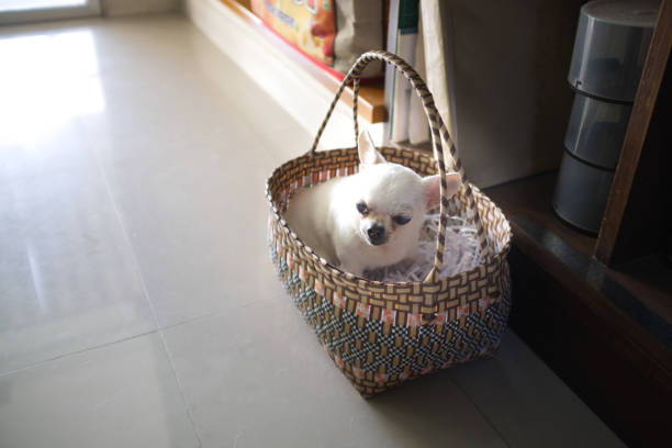 istock A cute chihuahua in a basket 1291161455