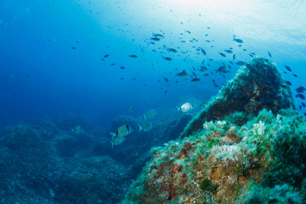 wassertiere sargo oder weiße seebrassen fisch unterwasser im meer leben mittelmeer meer taucher sicht - deep sea diving stock-fotos und bilder