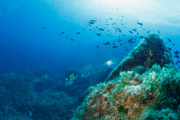 바다 바다 생물 지중해 스쿠버 다이버 관점에서 물 동물 사르고 또는 흰 세모탐 물고기 수중 - deep sea diving 뉴스 사진 이미지