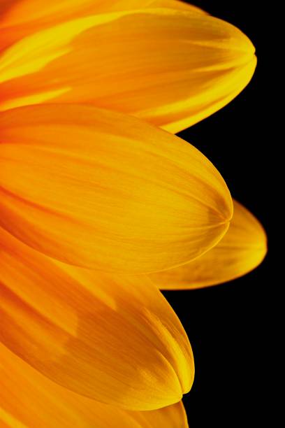 istock Closed up yellow Sunflower's petals. 1291162506