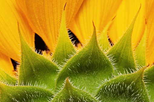 Bright yellow sunflower's petals.